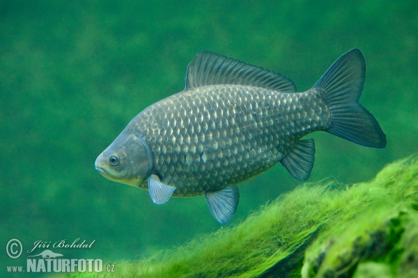 Giebel (Carassius auratus gibelio)