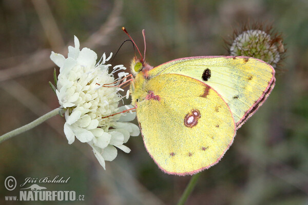 Goldene Acht (Colias hyale)