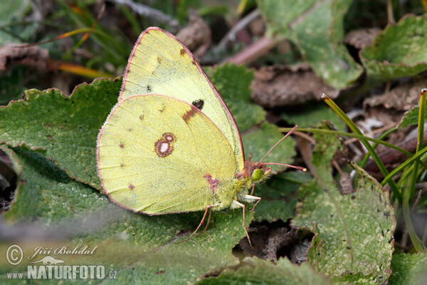 Goldene Acht (Colias hyale)