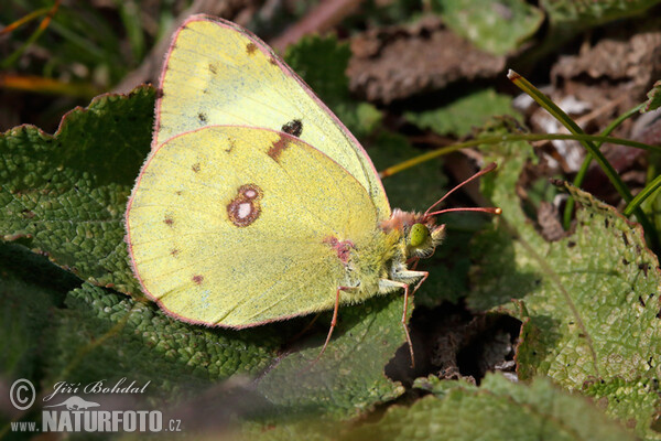 Goldene Acht (Colias hyale)