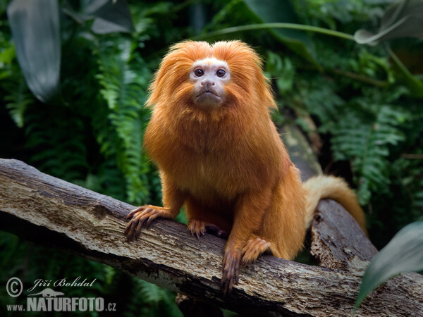 Goldenes Löwenäffchen (Leontopithecus rosalia)