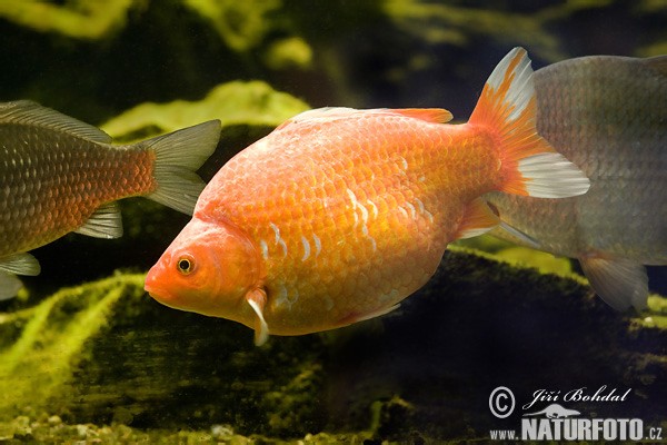 Goldfisch (Carassius auratus auratus)
