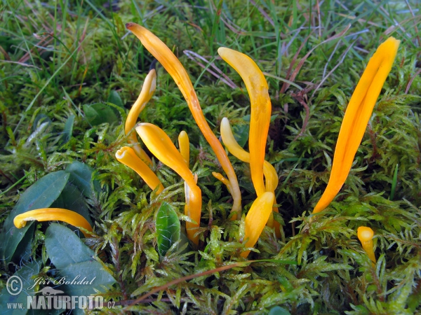 Goldgelbe Wiesenkeule (Clavulinopsis helvola)