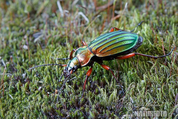 Goldglänzende Laufkäfer (Carabus auronitens)