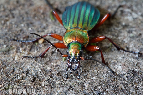 Goldglänzende Laufkäfer (Carabus auronitens)