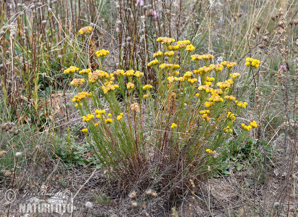 Goldhaaraster (Aster linosyris)