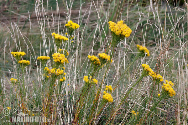 Goldhaaraster (Aster linosyris)