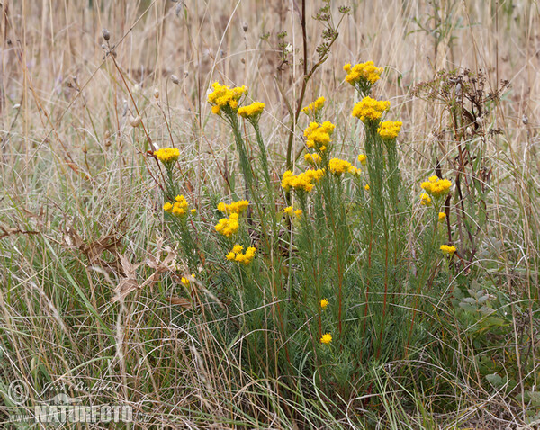 Goldhaaraster (Aster linosyris)