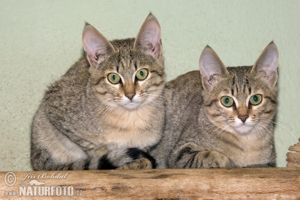 Gordon's Wildcat Katz (Felis silvestris gordoni)