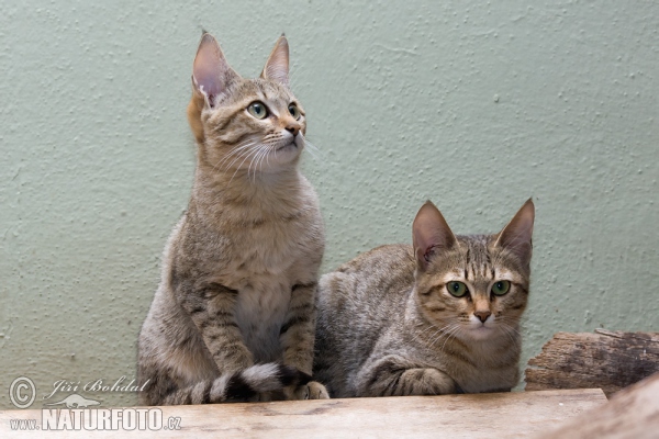 Gordon's Wildcat Katz (Felis silvestris gordoni)