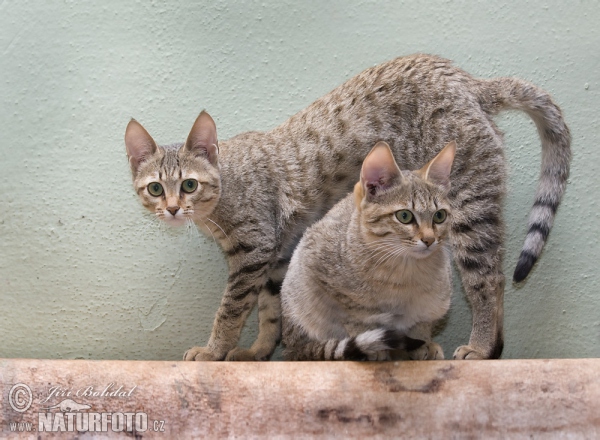 Gordon's Wildcat Katz (Felis silvestris gordoni)