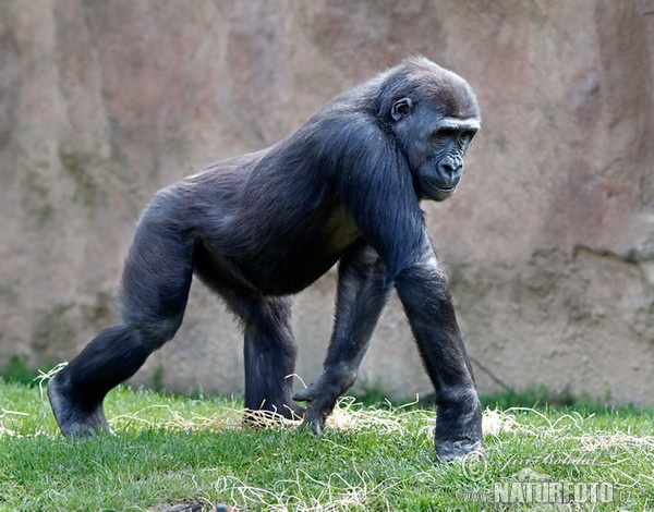 Gorilla (Gorilla gorilla)