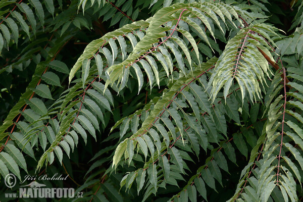 Götterbaum (Ailanthus altissima)