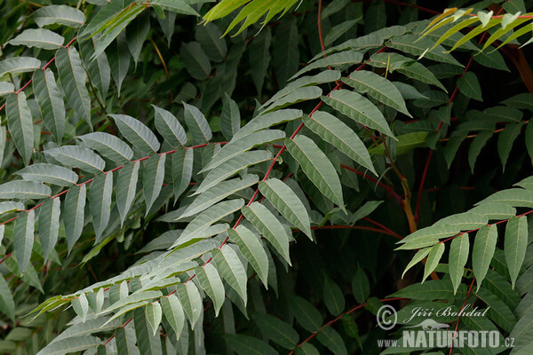 Götterbaum (Ailanthus altissima)