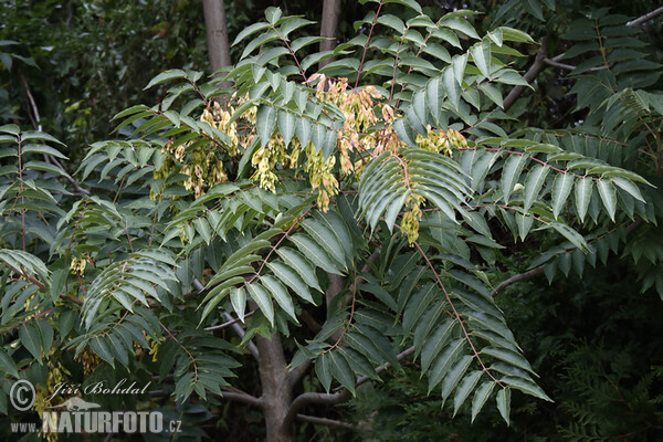 Götterbaum (Ailanthus altissima)