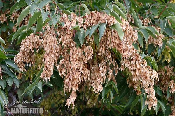 Götterbaum (Ailanthus altissima)