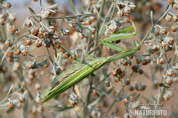 Gottesanbeterin (Mantis religiosa)