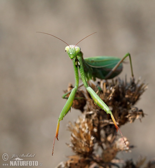 Gottesanbeterin (Mantis religiosa)