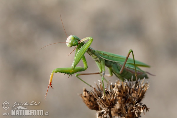 Gottesanbeterin (Mantis religiosa)