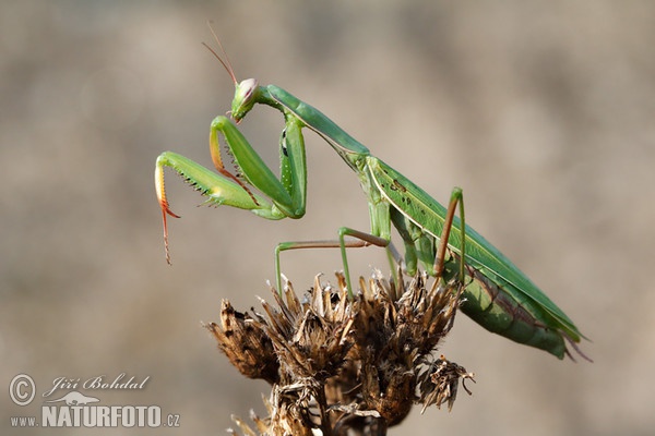 Gottesanbeterin (Mantis religiosa)