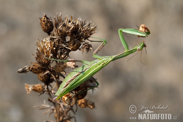 Gottesanbeterin (Mantis religiosa)