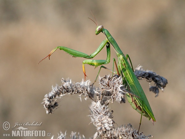 Gottesanbeterin (Mantis religiosa)