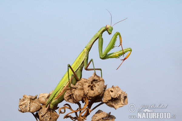 Gottesanbeterin (Mantis religiosa)