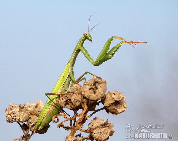 Gottesanbeterin (Mantis religiosa)