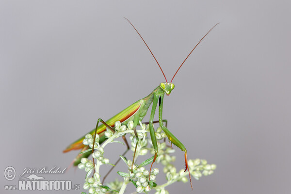 Gottesanbeterin (Mantis religiosa)