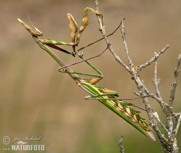 Gottesanbeterin (Empusa pennata)