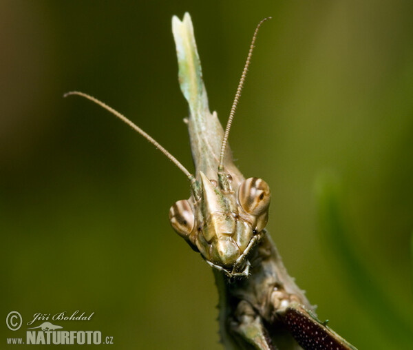 Gottesanbeterin (Empusa pennata)