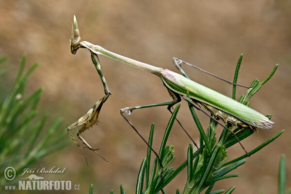 Gottesanbeterin (Empusa pennata)