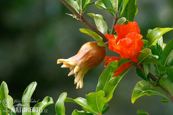 Granatapfel (Punica granatum)