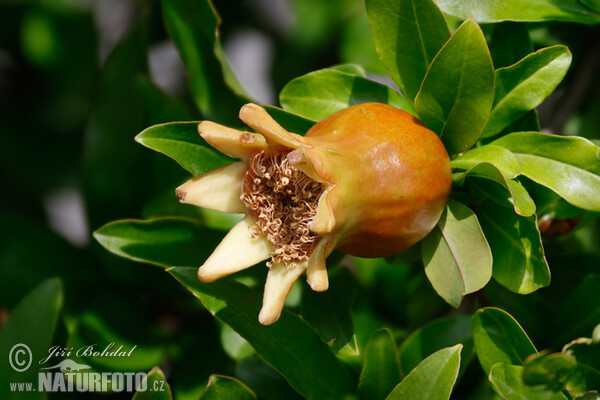 Granatapfel (Punica granatum)