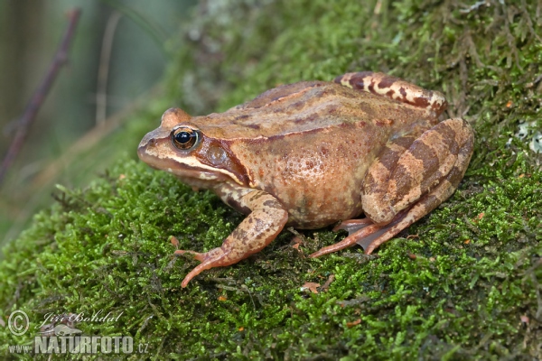 Grasfrosch (Rana temporaria)