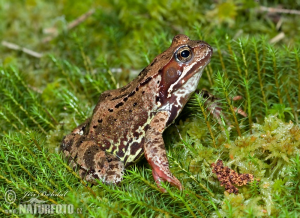 Grasfrosch (Rana temporaria)