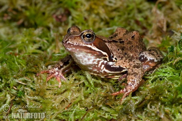 Grasfrosch (Rana temporaria)