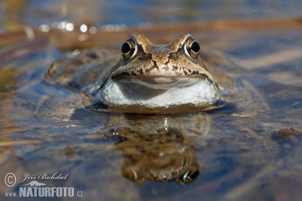 Grasfrosch (Rana temporaria)