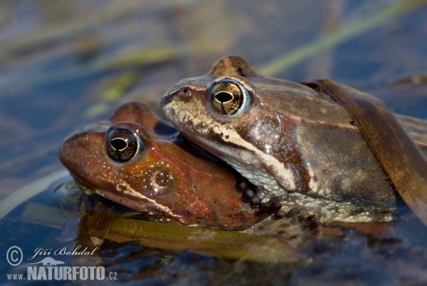 Grasfrosch (Rana temporaria)