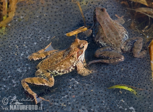 Grasfrosch (Rana temporaria)