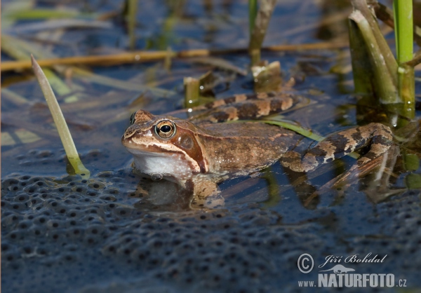 Grasfrosch (Rana temporaria)