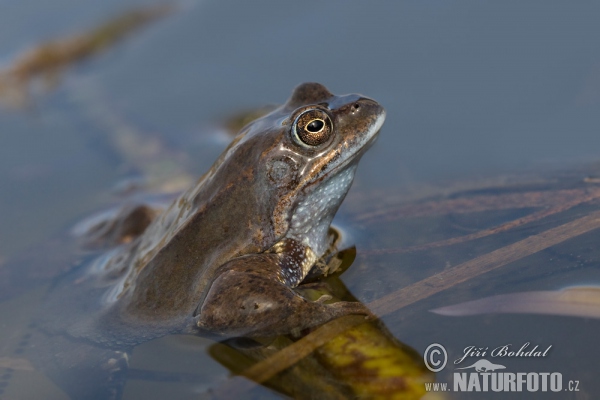 Grasfrosch (Rana temporaria)