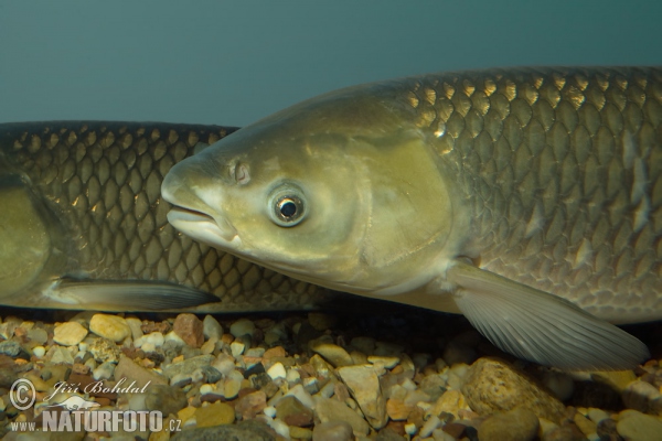 Graskarpfen (Ctenopharyngodon idella)