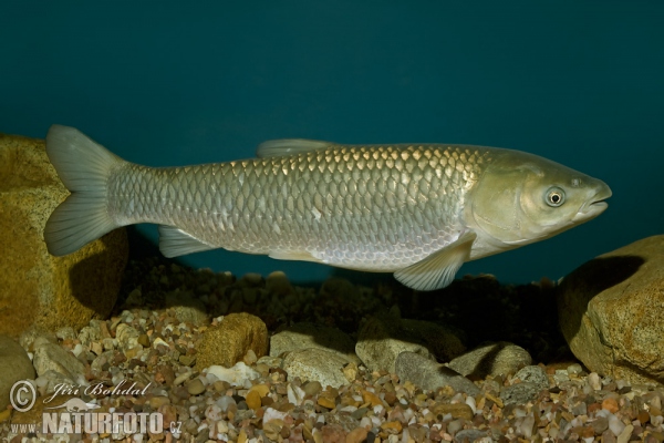 Graskarpfen (Ctenopharyngodon idella)