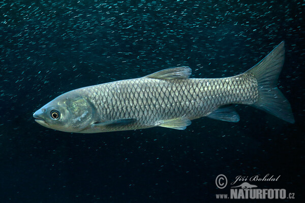 Graskarpfen (Ctenopharyngodon idella)