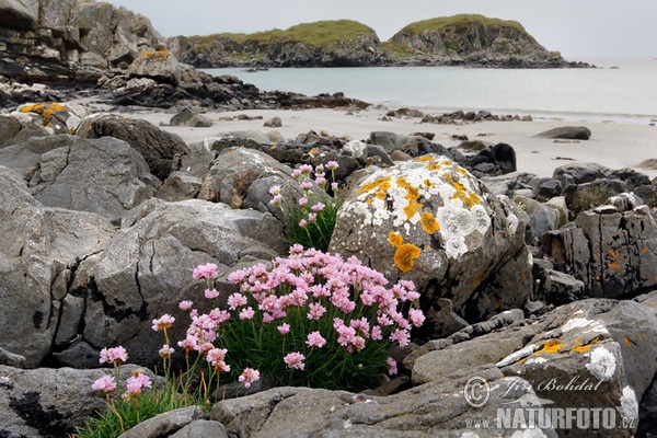 Grasnelke (Armeria maritima)