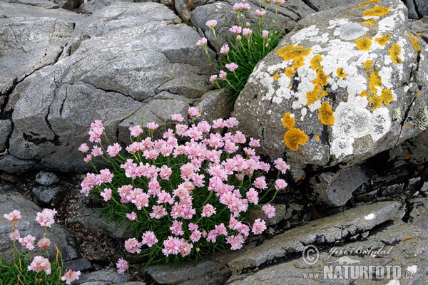 Grasnelke (Armeria maritima)