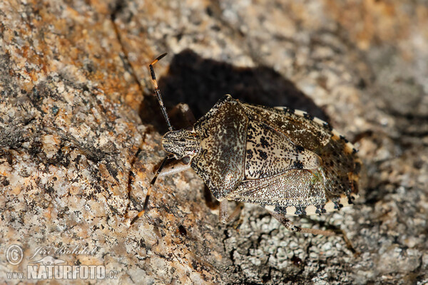 Graue Feldwanze (Raphigaster nebulosa)