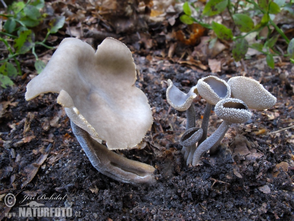 Grauer Langfüssler (Helvella macropus)