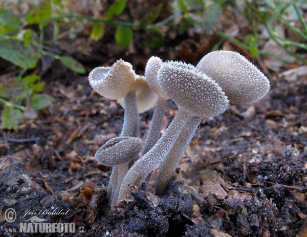 Grauer Langfüssler (Helvella macropus)